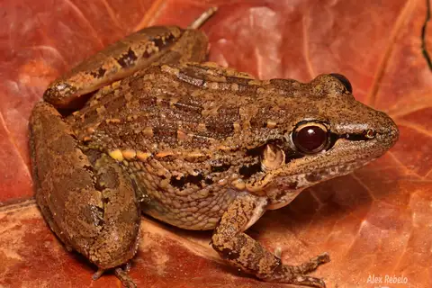 Broad-banded Grass Frog