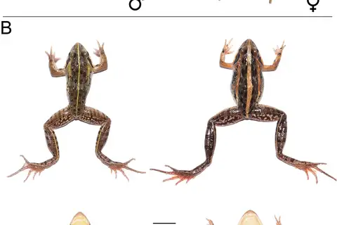 Erlanger's Grassland Frog