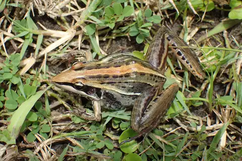 Guibe's ridged frog