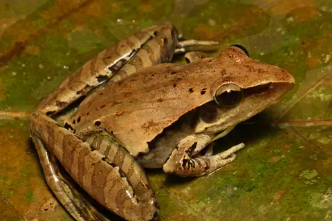 Snouted Grassland Frog