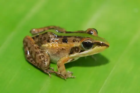 Mascarene Ridged Frog