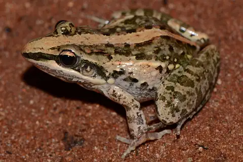 Mozambique ridged frog