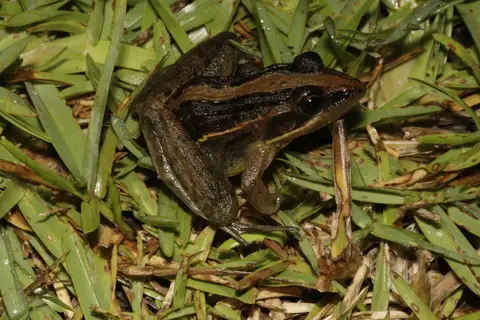 Nile Ridged Frog