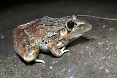 Sharp-nosed ridged frog