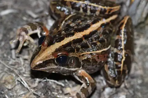 Grassland ridged frog
