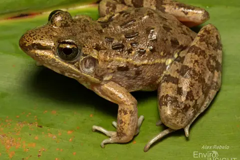 Schilluk ridged frog