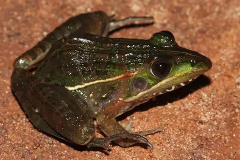 Small ridged frog