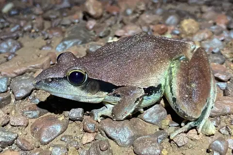 Central Grassland Frog