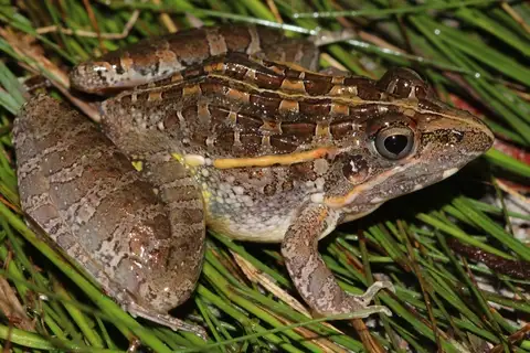 Udzungwa ridged frog