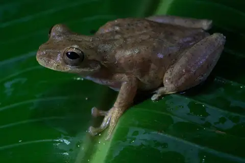 Cloud Forest Stream Frog