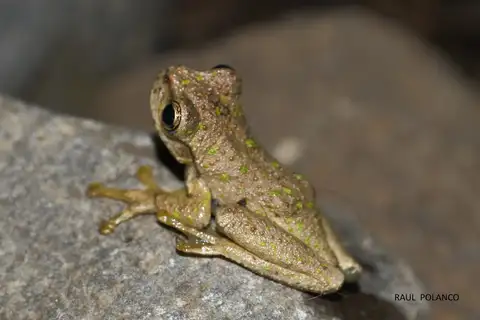 Copan Stream Frog