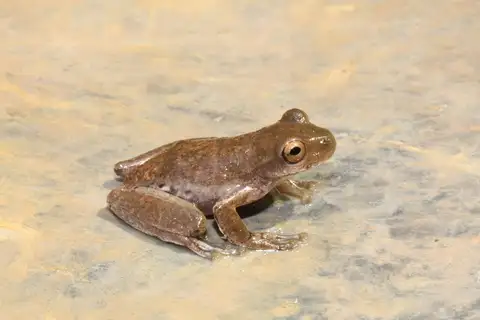 Schultze's Mountain Stream Frog