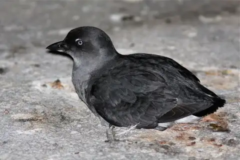 Cassin's Auklet
