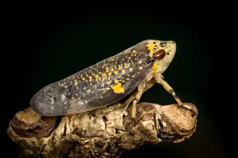 Common Raintree Spittlebug