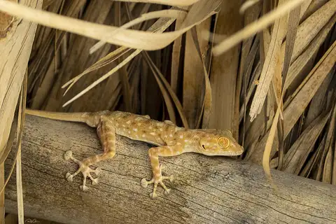 Sinai Fan-fingered Gecko