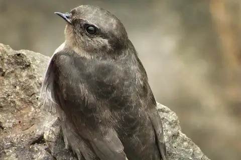 Dusky Crag Martin