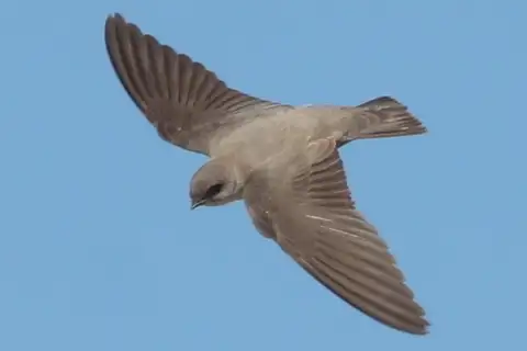 Pale Crag Martin