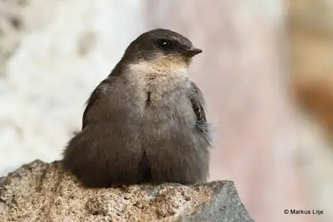 Red-throated Crag-Martin