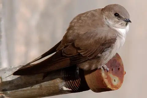Eurasian Crag Martin