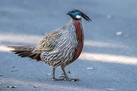 Koklass Pheasant