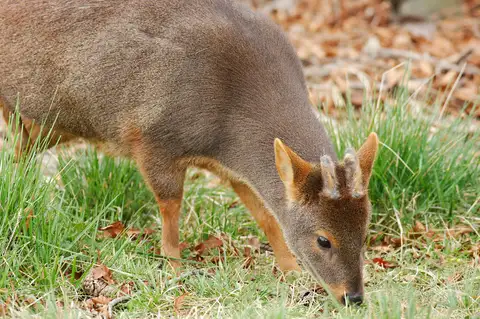 Southern Pudú