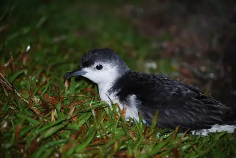 Little Shearwater