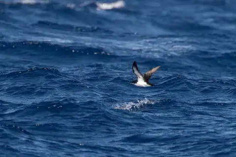 Townsend's Shearwater