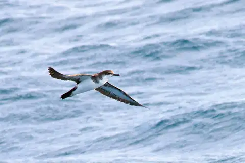 Tropical Shearwater