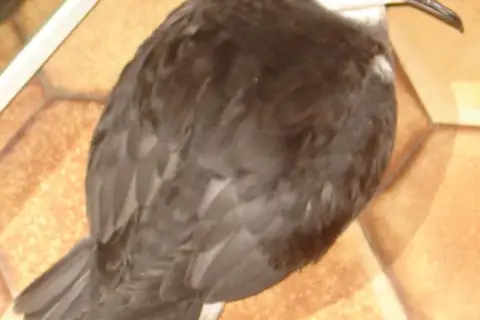 Bannerman's Shearwater