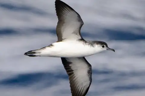 Barolo Shearwater