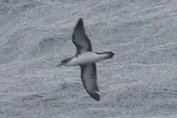 Boyd's Shearwater