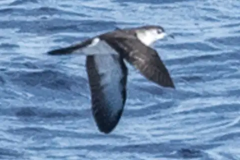 Bryan's Shearwater