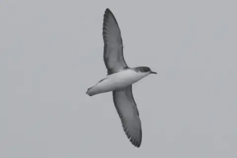 Subantarctic Shearwater