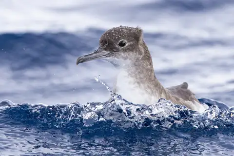 Fluttering Shearwater