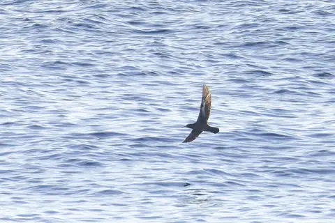 Heinroth's Shearwater