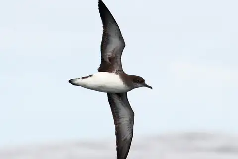 Hutton's Shearwater