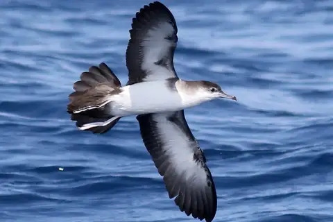 Sargasso Shearwater