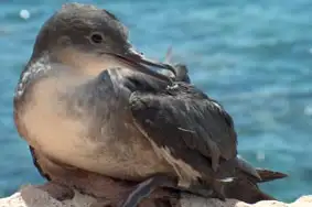 Balearic Shearwater