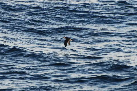 Rapa Shearwater
