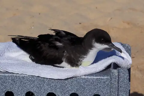 Newell's Shearwater