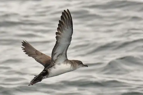 Black-vented Shearwater