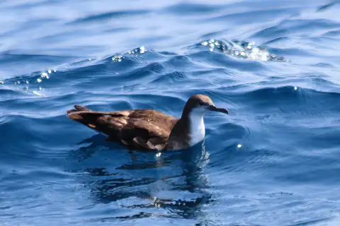 Persian Shearwater