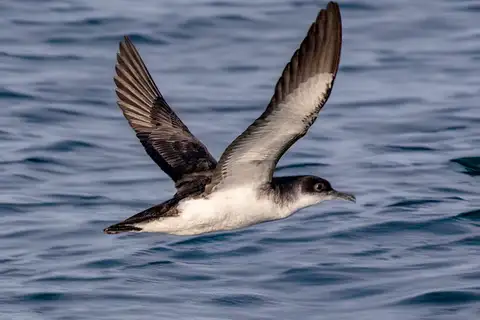Manx Shearwater