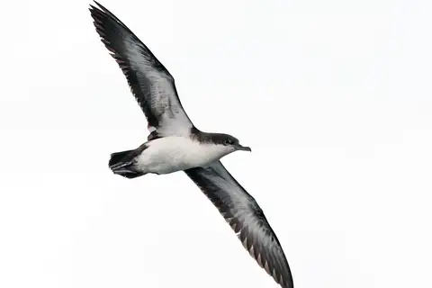 Galapagos Shearwater