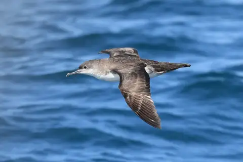 Mediterranean Shearwater
