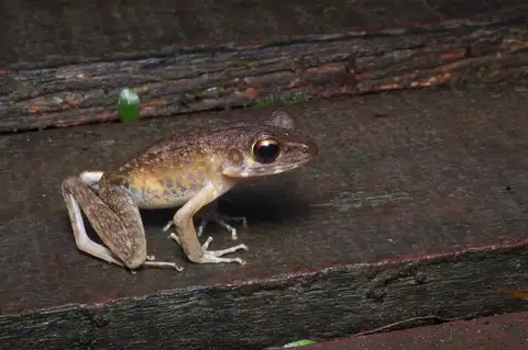 Brown Marsh Frog