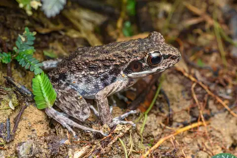 Side-spotted Swamp Frog