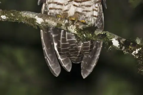 Band-bellied Owl