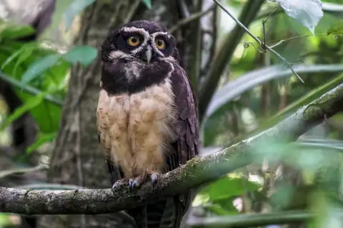 Spectacled Owl