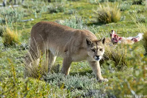 Mountain Lion